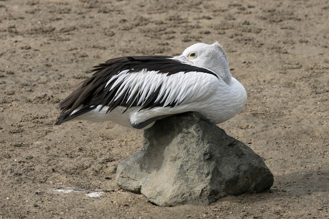 A miniszterelnöki hivatal beavatkozott a kétpárti AI-levélbe, Pocock szenátor aggódik