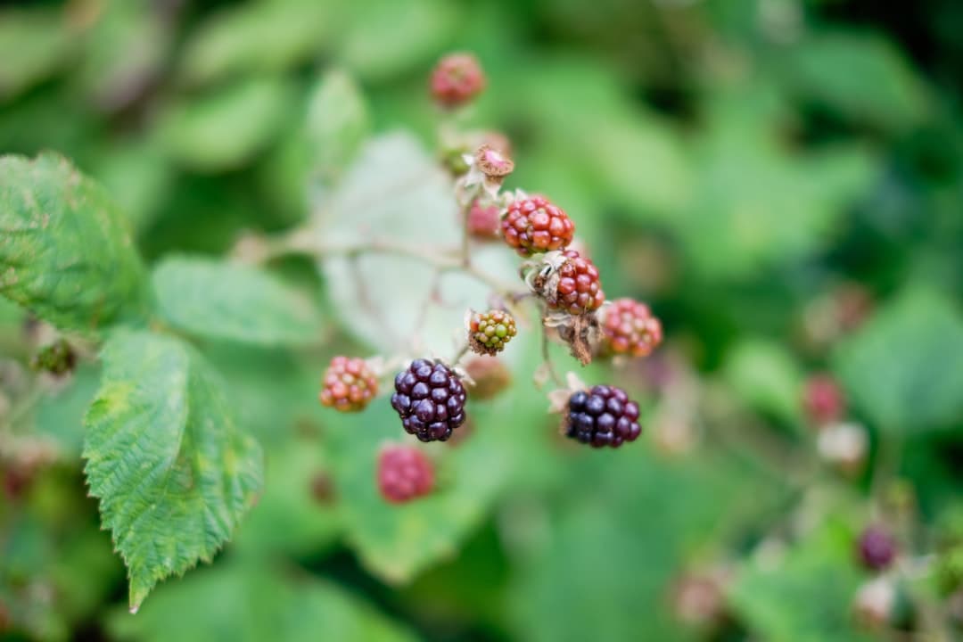 AI-álló növekedést ígér a BlackBerry biztonsági szoftvere