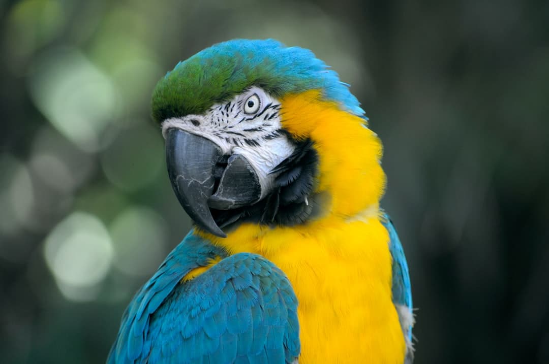 Emily Bender újraértelmezi az AI-t, a „Stochastic Parrots” cikk után öt évvel