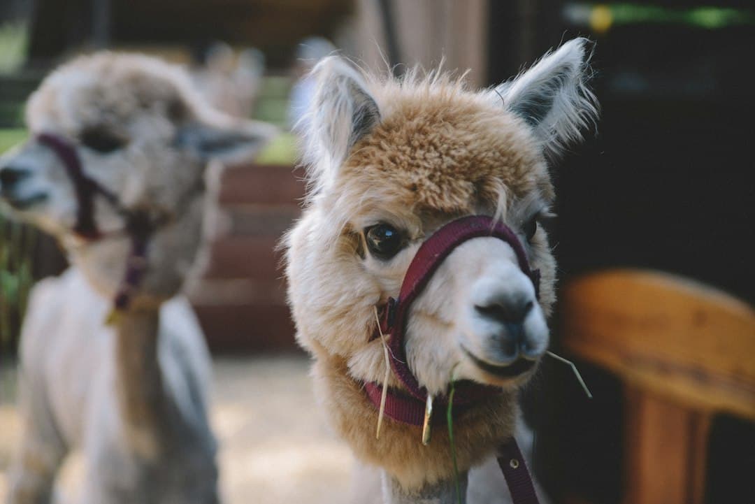 Kevés súly megváltoztatásával biztonságosabbá tehető a LLaMA-2 chatbot