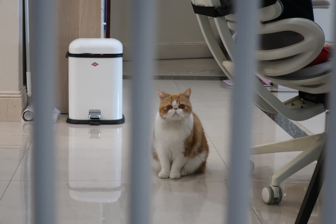 Összekeverte a macskákat a Whisker AI-alomos robotja